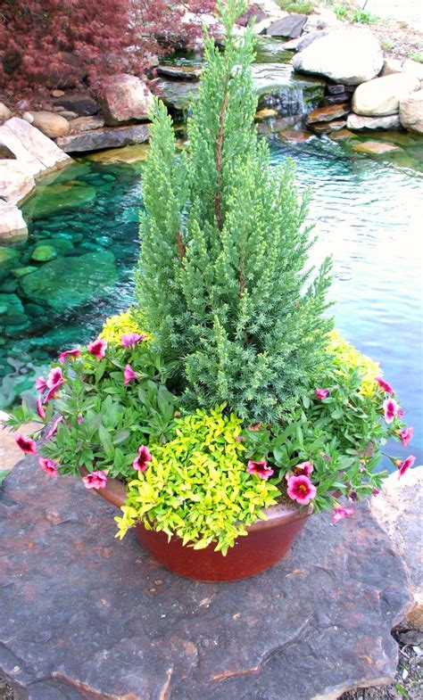 this is a good idea, anchor the evergreen and change out the seasonal ...