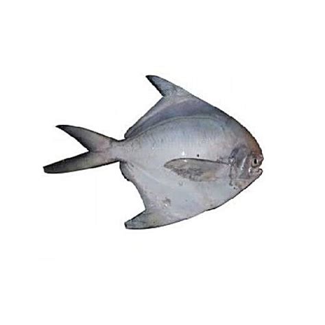 Buy The Meaty Affair Silver Pomfret Fish Online at Best Price of Rs ...