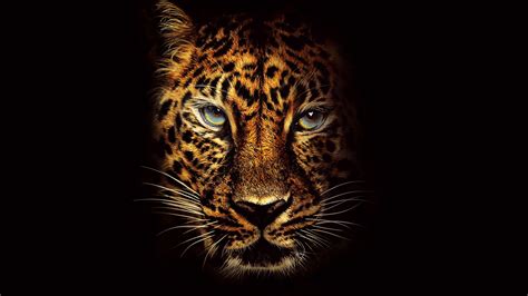 Animal 4K Wallpapers - Top Free Animal 4K Backgrounds - WallpaperAccess