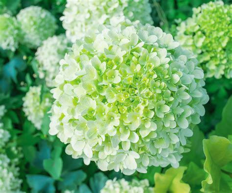 When to prune limelight hydrangeas – and expert…