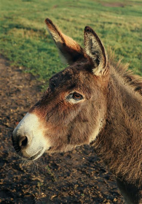 Donkey With Colt Photos, Download The BEST Free Donkey With Colt Stock ...