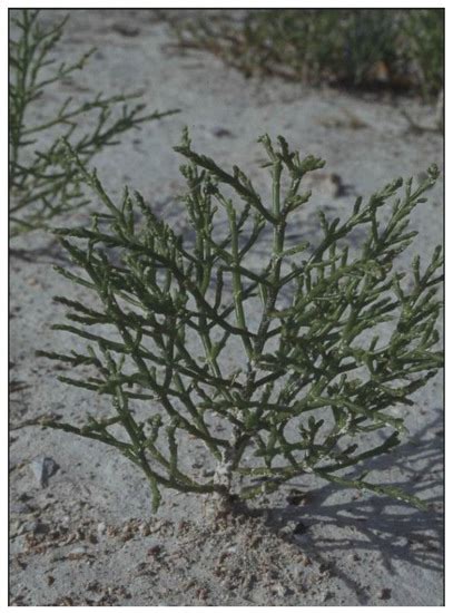 Salicornia bigelovii, S. brachiata and S. herbacea: Their Nutritional ...
