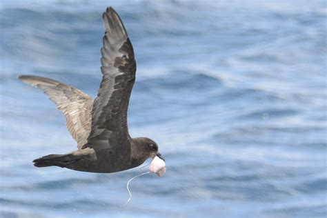 Great-winged Petrel – Holmen Birding Safaris