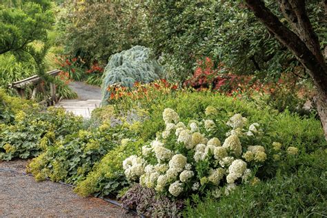 Strawberry Shake™ Hydrangea, Hydrangea paniculata 'SMHPCW' PP #28,699