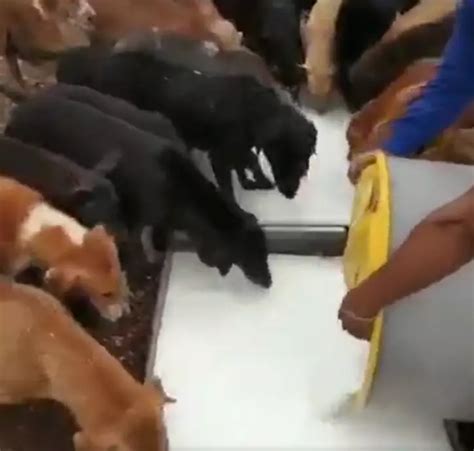 Temple Feeds Milk To Stray Dogs