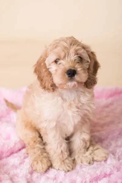 Cocker Spaniel Poodle Mix – The No.1 Cockapoo Guide! – The Puppy Mag