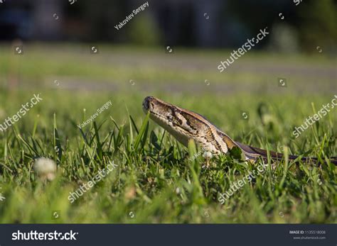 Image result for African Royal Python