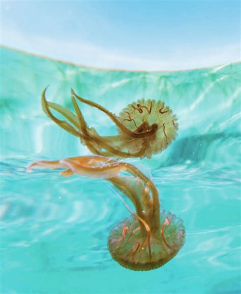 Jellyfish Stings: Prevention, First Aid & Treatment for Divers