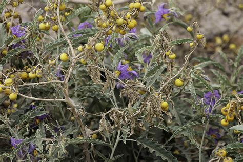 Solanum elaeagnifolium - Biodiversité végétale du sud-ouest marocain