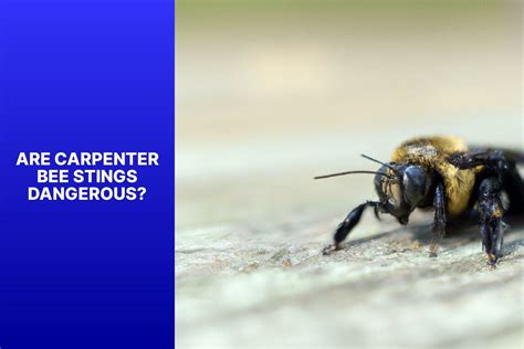 Do Carpenter Bees Sting?