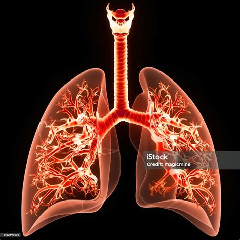 Image result for Lung Segmentation Using CNN