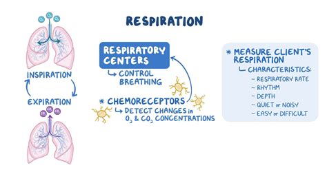 What Equipment Is Used To Measure Respiratory Rate at Doris Castillo blog