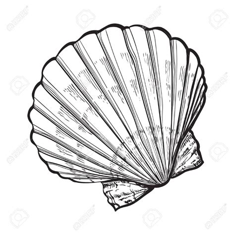 Image result for Shelldrawing