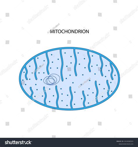 Mitochondrion Doublemembranebound Organelle Stock Illustration 2214582521 | Shutterstock