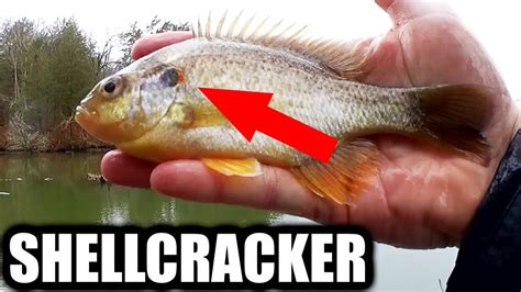 Image result for Shellcrackers On Bottom