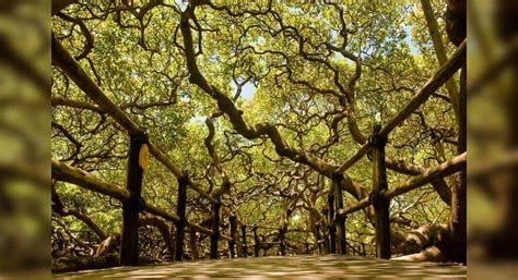 World’s largest cashew tree is almost the size of two football fields ...