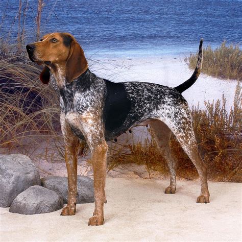 american english coonhound - Google Search | English coonhound, Hound ...