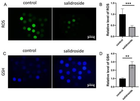 Salidroside Supplementation Affects In Vitro Maturation and ...