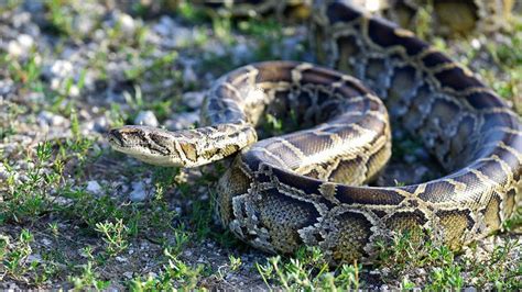 Are You Snake Hunter Lets Participate And Win One Lakh Prize Money You ...
