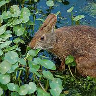 Image result for Lower Keys Marsh Rabbit