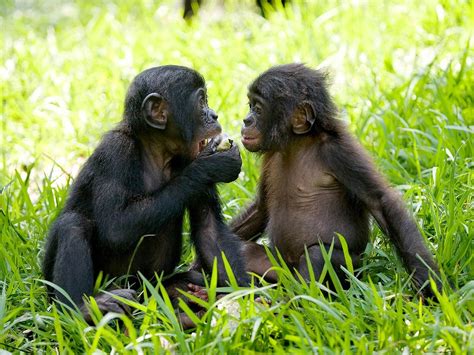 LOLA YA BONOBO SANCTUARY (2025) All You Need to Know BEFORE You Go ...