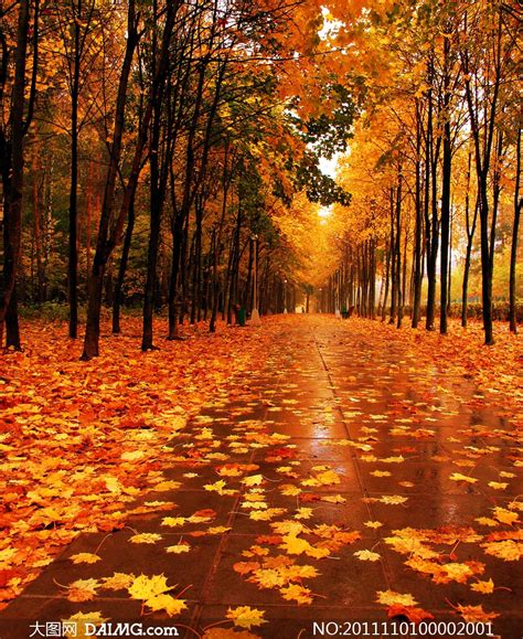 秋季道路落叶和树木摄影图片_大图网图片素材