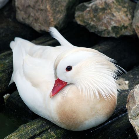 White Mandarin Ducks | Purely Poultry | Mandarin duck, Wild animals ...