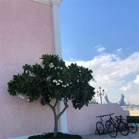 TALIAMARE, Doha - Restaurant Reviews, Phone Number & Photos - Tripadvisor