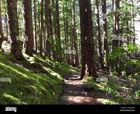 Ramona Falls Hike at Mt Hood Wilderness in Oregon Stock Photo - Alamy