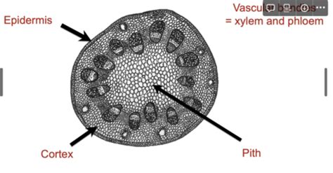 Image result for Function of Pith Class 11
