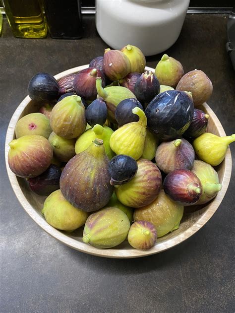 french fig farm