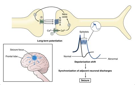 Antiepileptic Drugs | Basicmedical Key