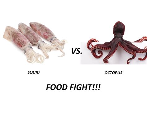 Difference Between Squid And Calamari