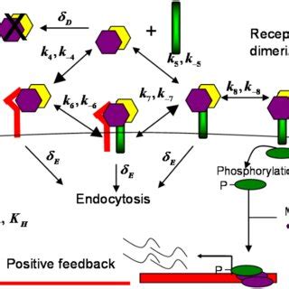 Image result for SBP Stage Program