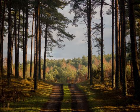 Download wallpaper 1280x1024 forest, path, summer, trees, denmark ...