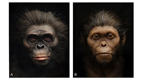 Australopithecus Lucy Did Humans Evolve To Live In Pairs? Timothy S.