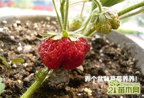 在家种植盆栽草莓,种植方法与日常管理,就是这么简单