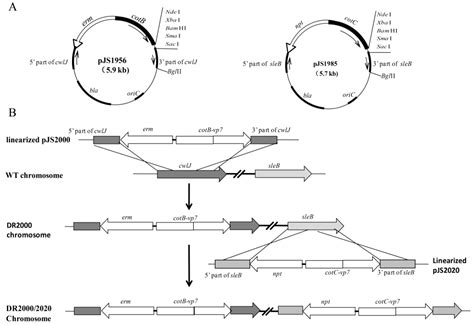 Germination-Arrest Bacillus subtilis Spores as An Oral Delivery Vehicle ...