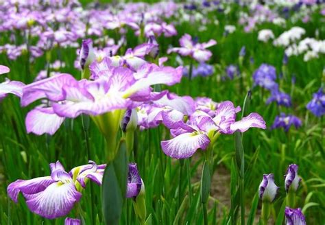 6种适合懒人种植的多年生花卉 - 花儿谷