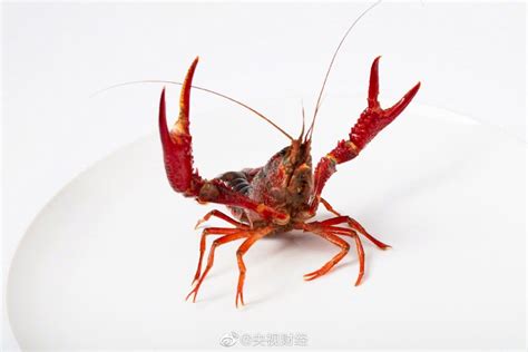 日本欲将小龙虾列为入侵物种，而我国还要大量养殖，为什么会这样_探秘志
