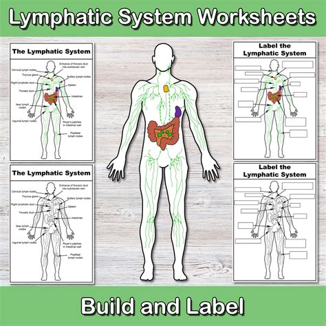 Image result for Lymphatic System Worksheet