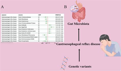 Frontiers | Causal relationship between gut microbiota and risk of gastroesophageal reflux ...