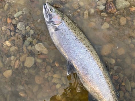 Local Expert Fishing Report: Salmon River NY Steelhead Fishing Report ...