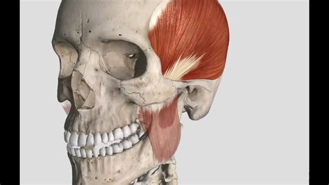Image result for Masseter Muscle Trigger Point
