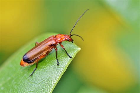 Red Beetle Bug on Leaf image - Free stock photo - Public Domain photo ...