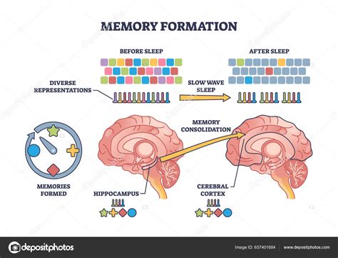 Formación Memoria Procesamiento Efectivo Después Del Esquema Sueño Nocturno Esquema Vector de ...