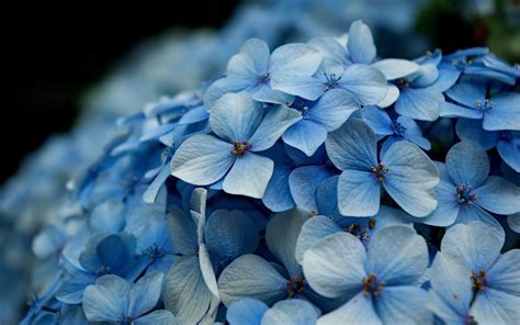 Blue Hydrangea Wallpapers - Top Free Blue Hydrangea Backgrounds ...