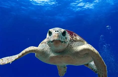Loggerhead Turtle 的图像结果