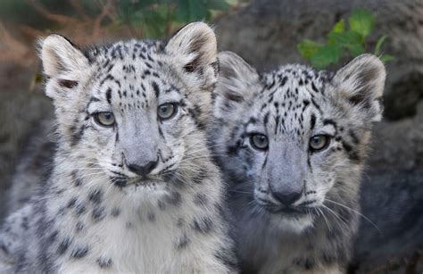 Snow Leopard Cubs