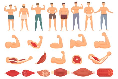 Image result for Muscle Cell Cartoon